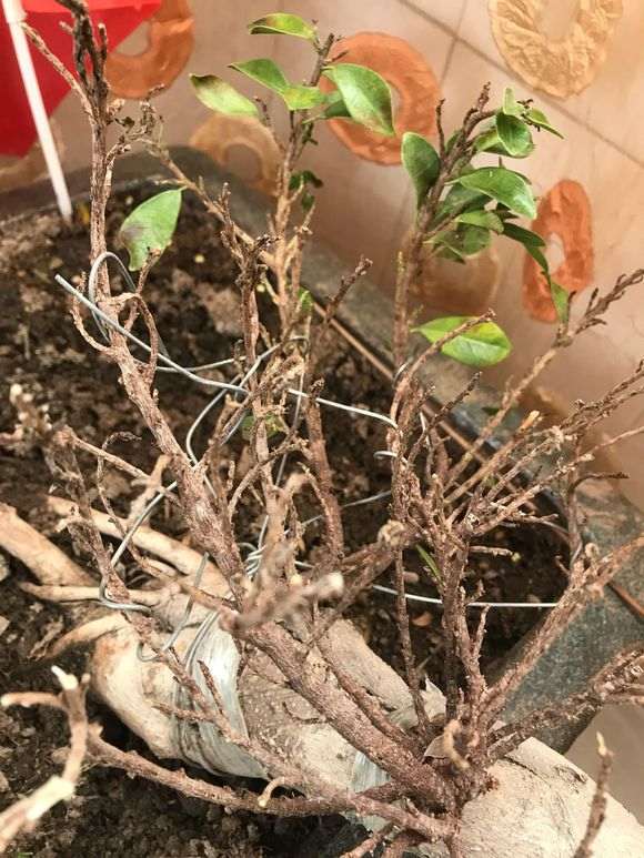 榕树下山桩换土之后怎么浇水的方法 图片