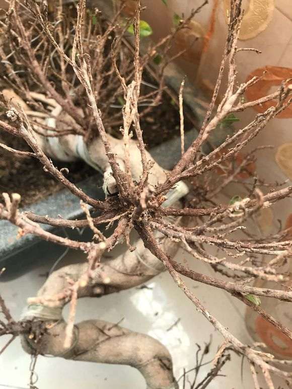 榕树下山桩换土之后怎么浇水的方法 图片