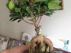 榕树下山桩的塑料需要摘吗 图片