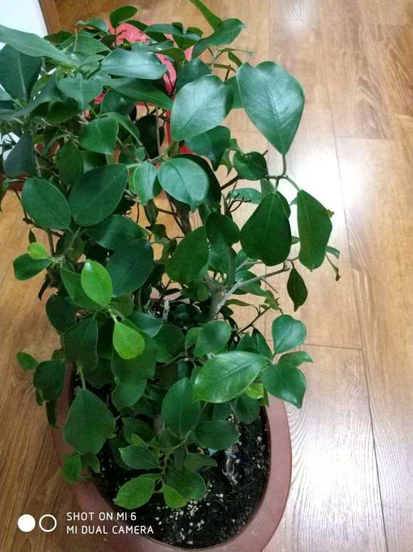 小榕树下山桩土里生虫子了 怎么办 图片