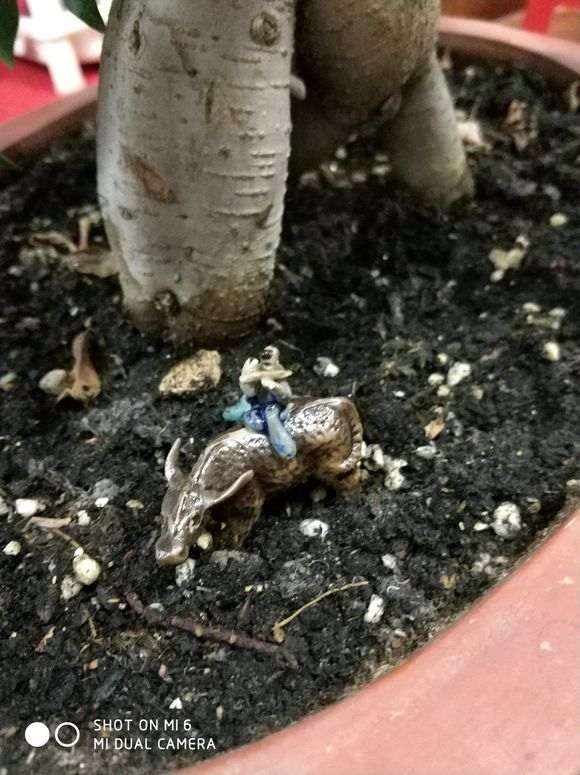 小榕树下山桩土里生虫子了 怎么办 图片