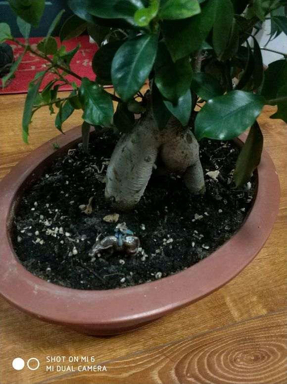 小榕树下山桩土里生虫子了 怎么办 图片