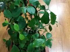 小榕树下山桩土里生虫子了 怎么办 图片