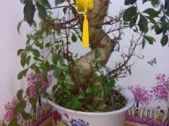 榕树下山桩遭遇蚧壳虫的侵蚀 怎么办 图片