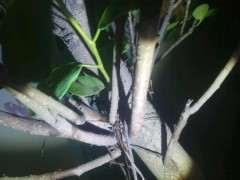 榕树下山桩的叶柄处渗出液体 怎么办 图片