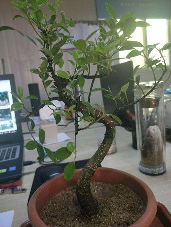 这种制式S弯榕树下山桩怎么造型 图片