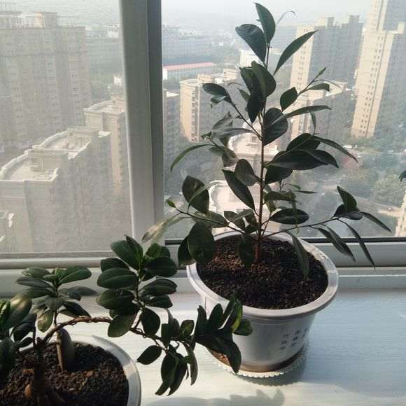 夏天扦插的小叶榕树下山桩 发芽了 图片