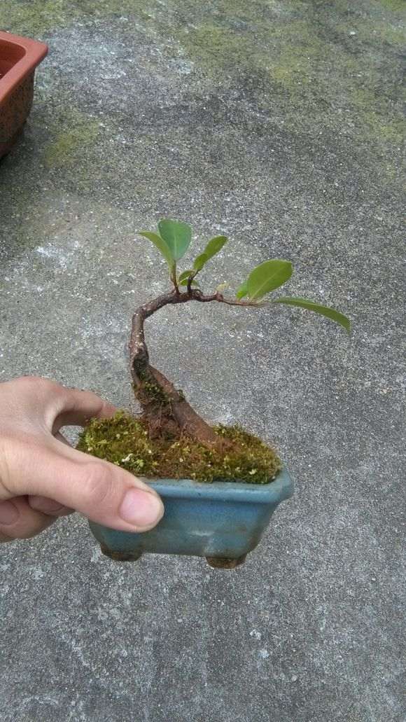 扦插6年的小叶榕树下山桩 怎么样 图片