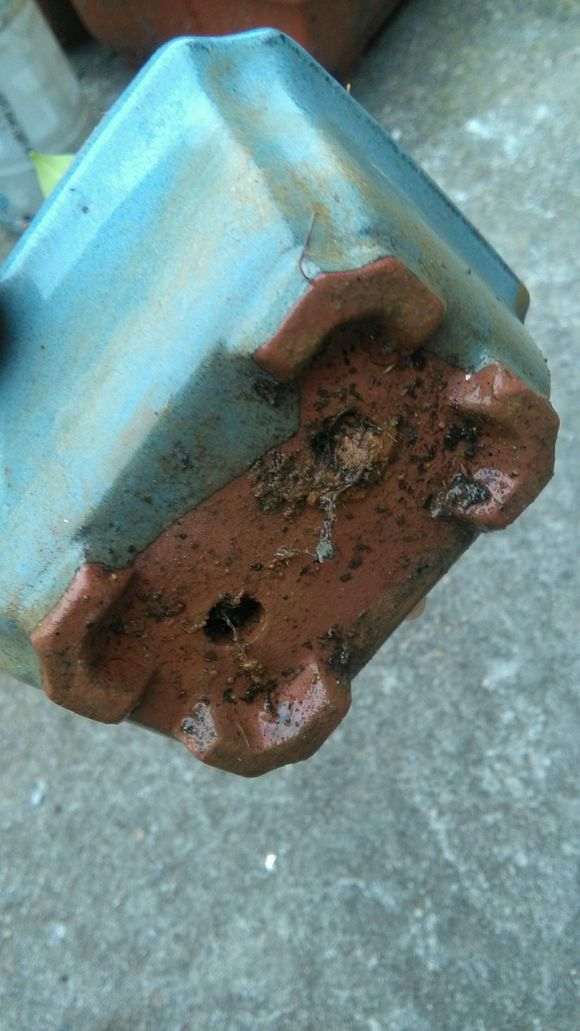 扦插6年的小叶榕树下山桩 怎么样 图片