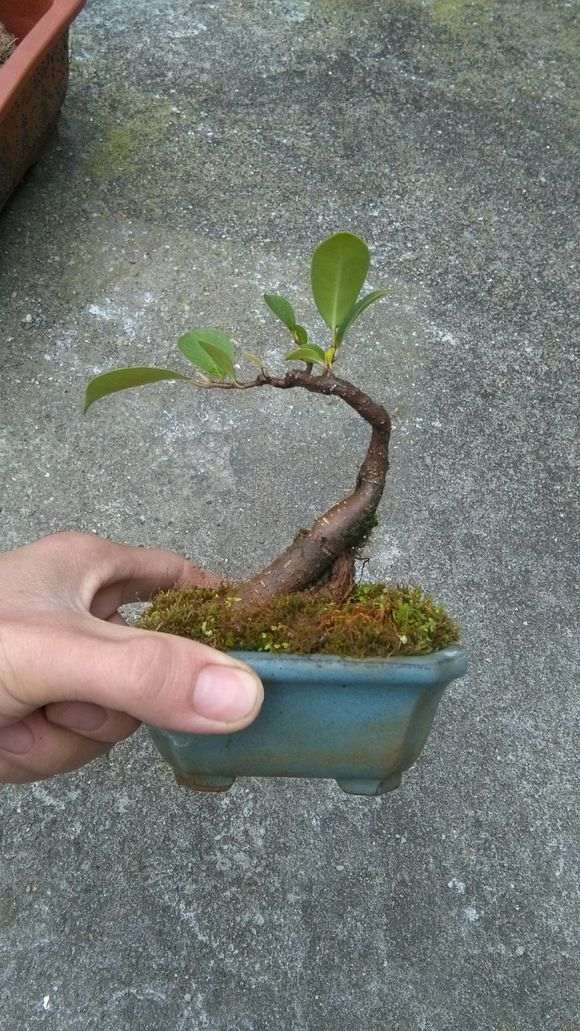 扦插6年的小叶榕树下山桩 怎么样 图片