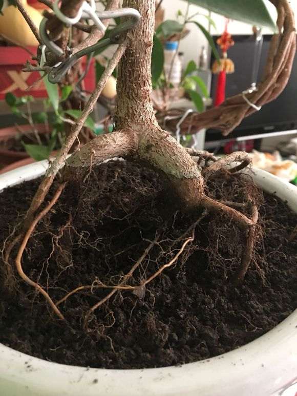 人参榕树下山桩怎么扦插提根的方法