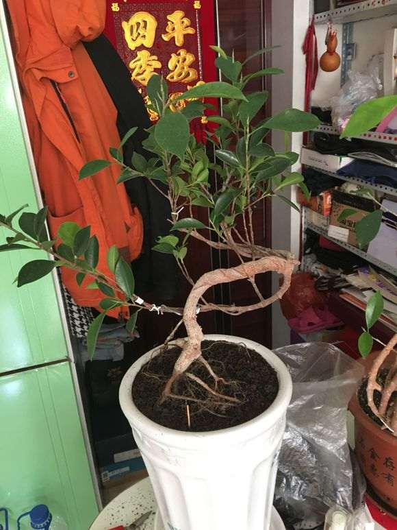 人参榕树下山桩怎么扦插提根的方法