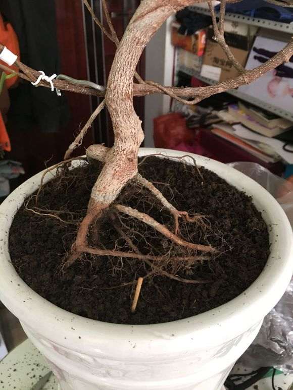 人参榕树下山桩怎么扦插提根的方法