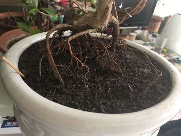 人参榕树下山桩怎么扦插提根的方法