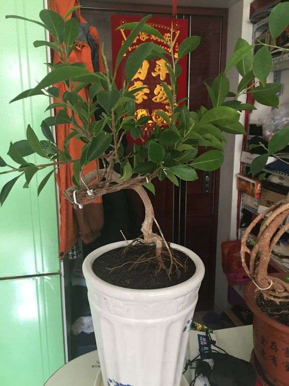 人参榕树下山桩怎么扦插提根的方法