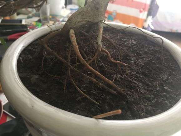 人参榕树下山桩怎么扦插提根的方法