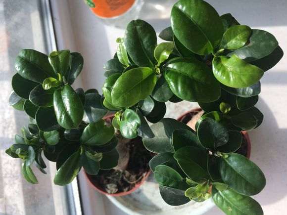 榕树下山桩刚买回来就长虫子了 怎么办