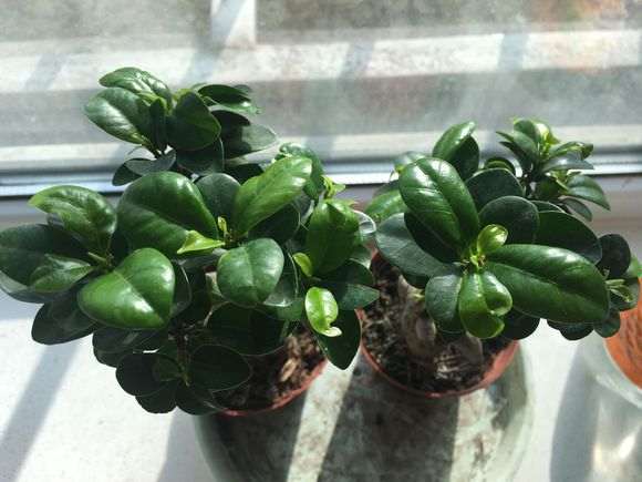 榕树下山桩刚买回来就长虫子了 怎么办