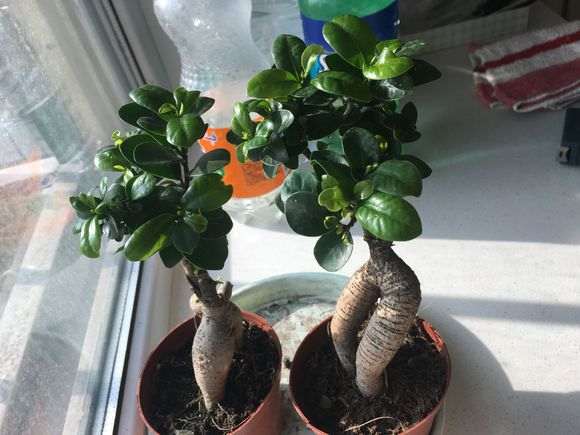 榕树下山桩刚买回来就长虫子了 怎么办