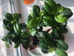 榕树下山桩刚买回来就长虫子了 怎么办