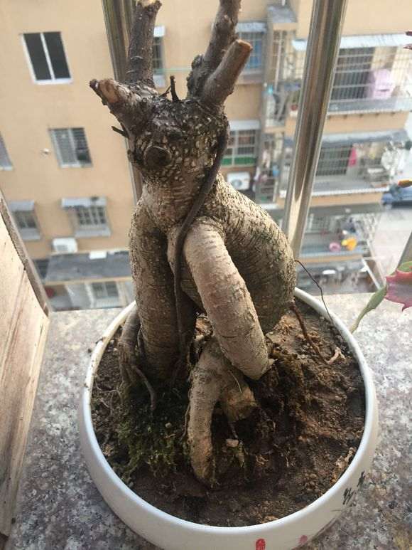 榕树下山桩都截了三天了 还能发芽嘛 图片