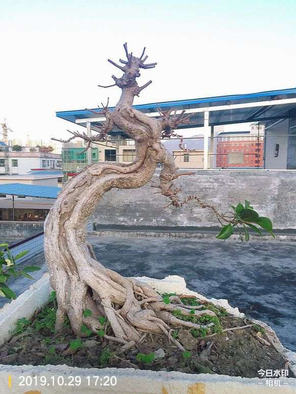 榕树下山桩都截了三天了 还能发芽嘛 图片