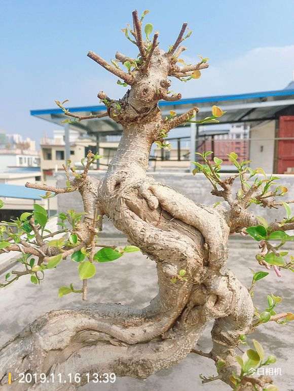 榕树下山桩都截了三天了 还能发芽嘛 图片