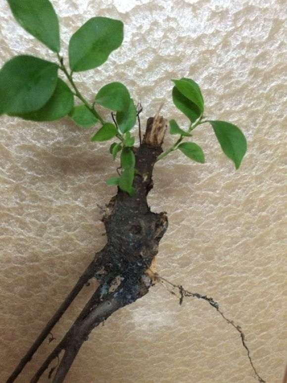 榕树下山桩都截了三天了 还能发芽嘛 图片