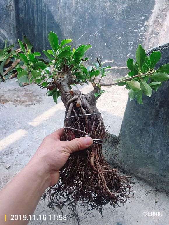 榕树下山桩都截了三天了 还能发芽嘛 图片