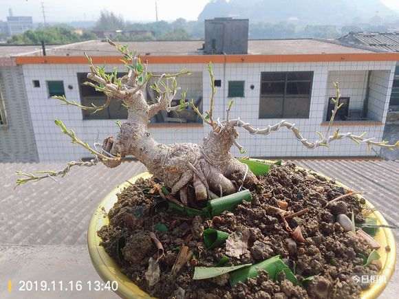 榕树下山桩都截了三天了 还能发芽嘛 图片