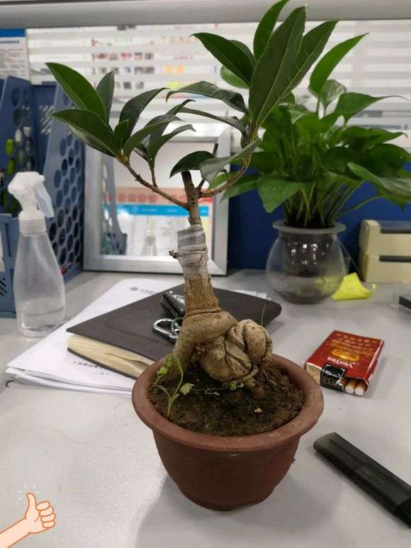 人参榕树下山桩嫁接流苏 可以吗 图片