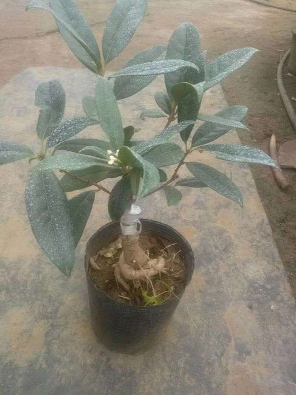 人参榕树下山桩嫁接流苏 可以吗 图片