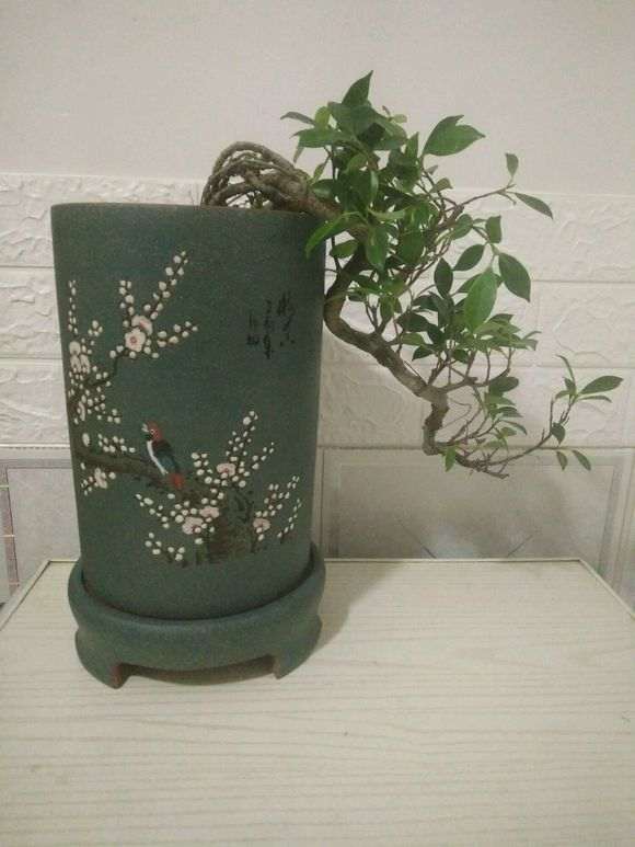 榕树下山桩 东北的 这个怎么养啊