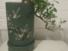 榕树下山桩 东北的 这个怎么养啊