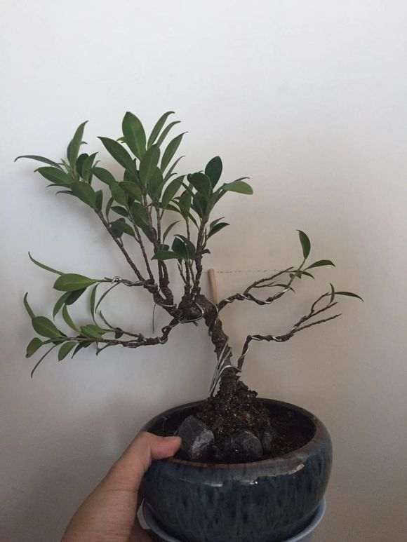 小虎皮榕树下山桩怎么用铁丝蟠扎 图片