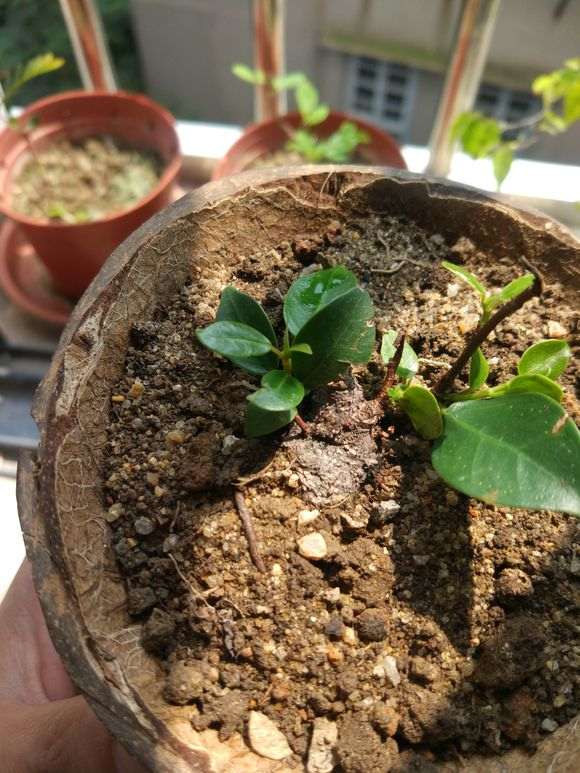 小榕树下山桩怎么制作微型盆栽 图片