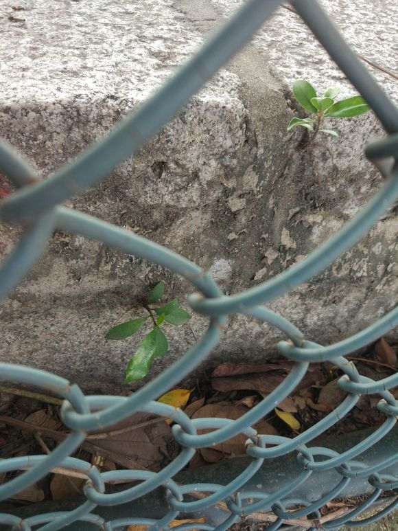 小榕树下山桩怎么制作微型盆栽 图片