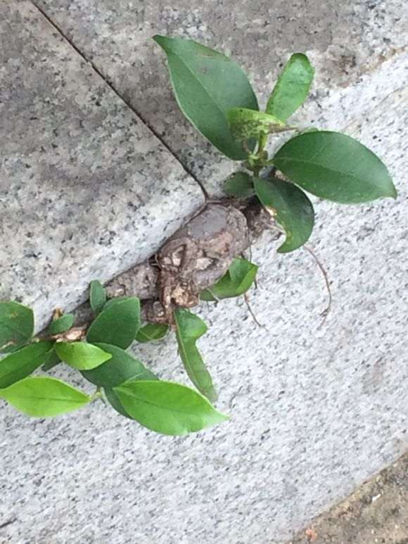 小榕树下山桩怎么制作微型盆栽 图片