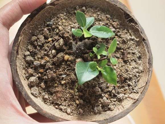 小榕树下山桩怎么制作微型盆栽 图片