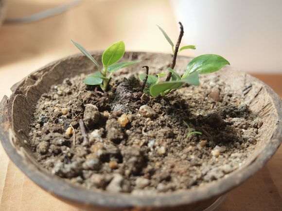 小榕树下山桩怎么制作微型盆栽 图片