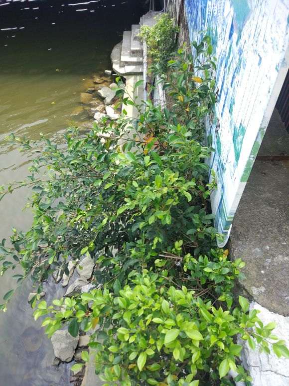 小榕树下山桩怎么制作微型盆栽 图片