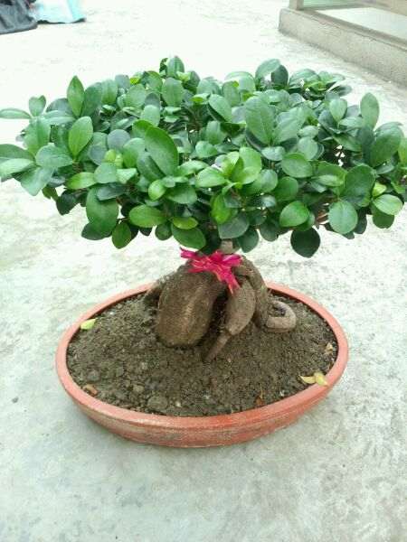 养了两年的人参榕树下山桩 怎么样 图片