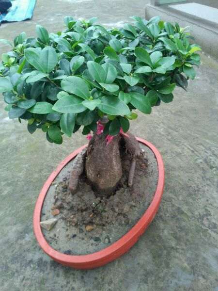 养了两年的人参榕树下山桩 怎么样 图片