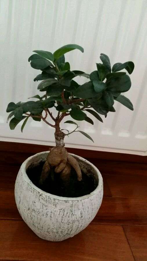 帮忙看看 榕树下山桩怎么修剪最好 图片