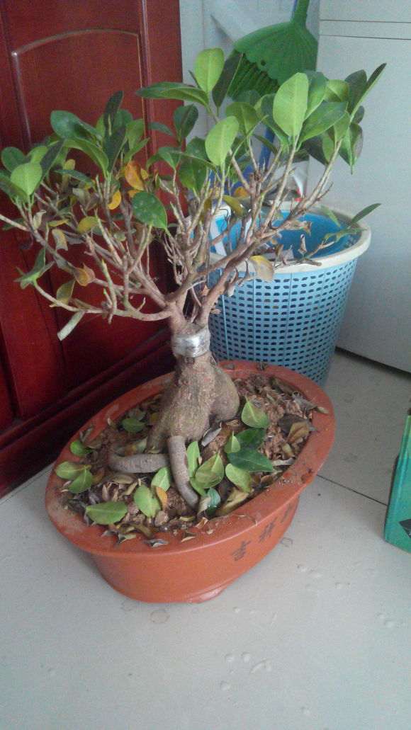 榕树下山桩要施什么肥 多久施肥一次 图片