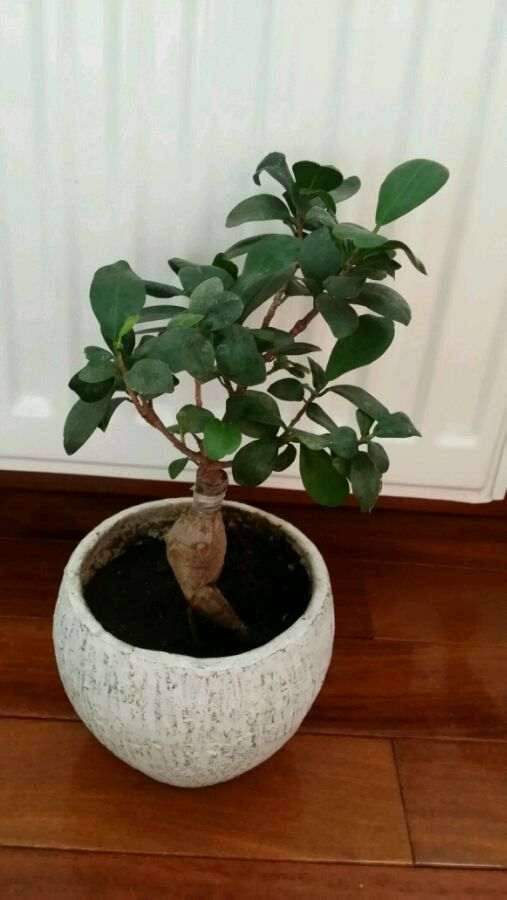 榕树下山桩要施什么肥 多久施肥一次 图片