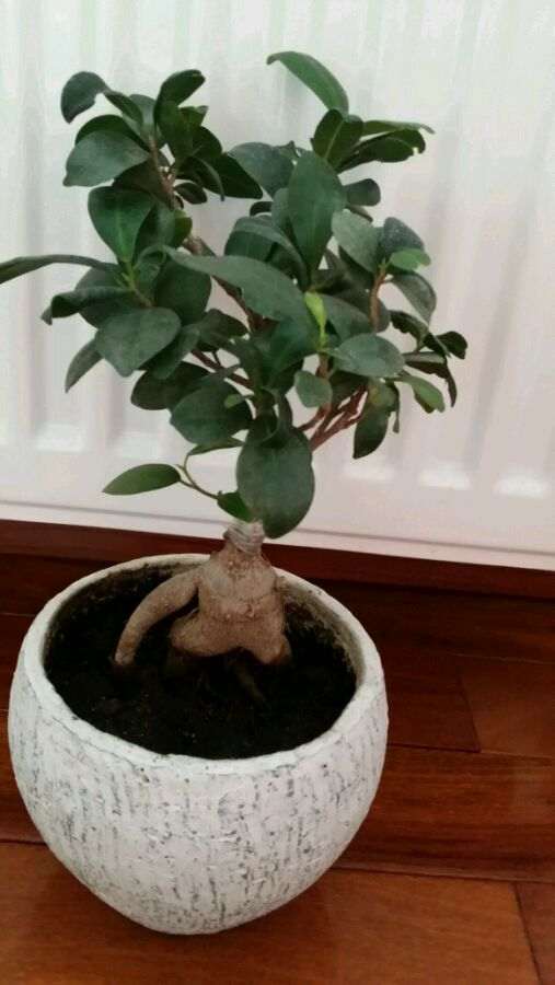 榕树下山桩要施什么肥 多久施肥一次 图片