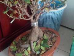 榕树下山桩要施什么肥 多久施肥一次 图片