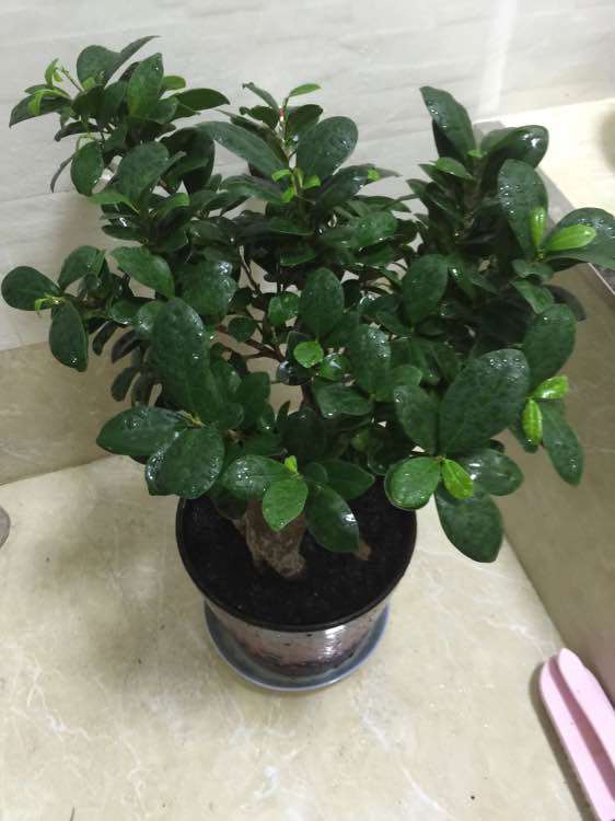 楼主的榕树下山桩很喜欢 但总是掉叶 图片