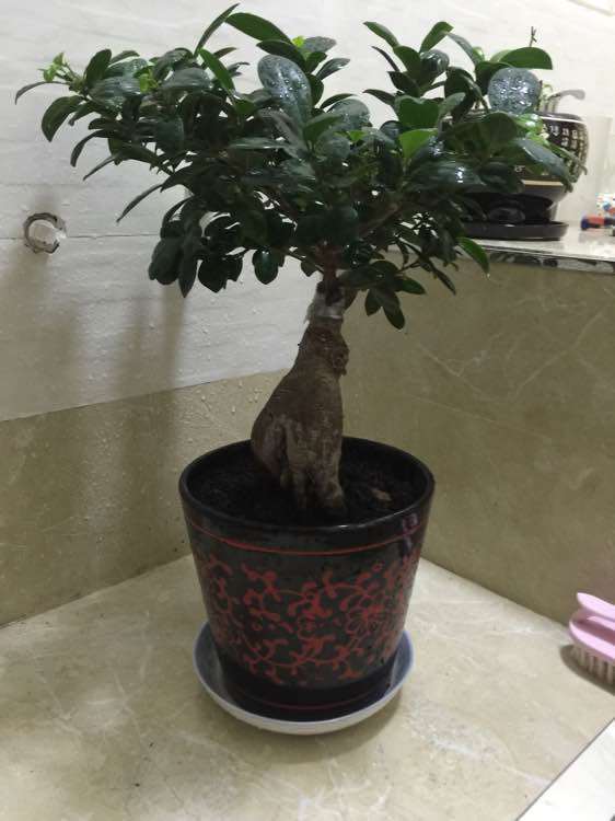 楼主的榕树下山桩很喜欢 但总是掉叶 图片